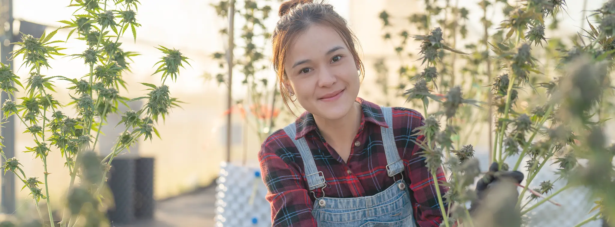 Wann wird Cannabis in Deutschland legalisiert? KLUGO