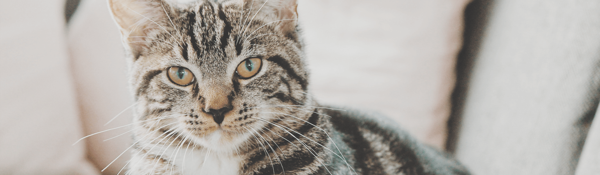 Was Katzenbesitzer bei der Haltung beachten müssen