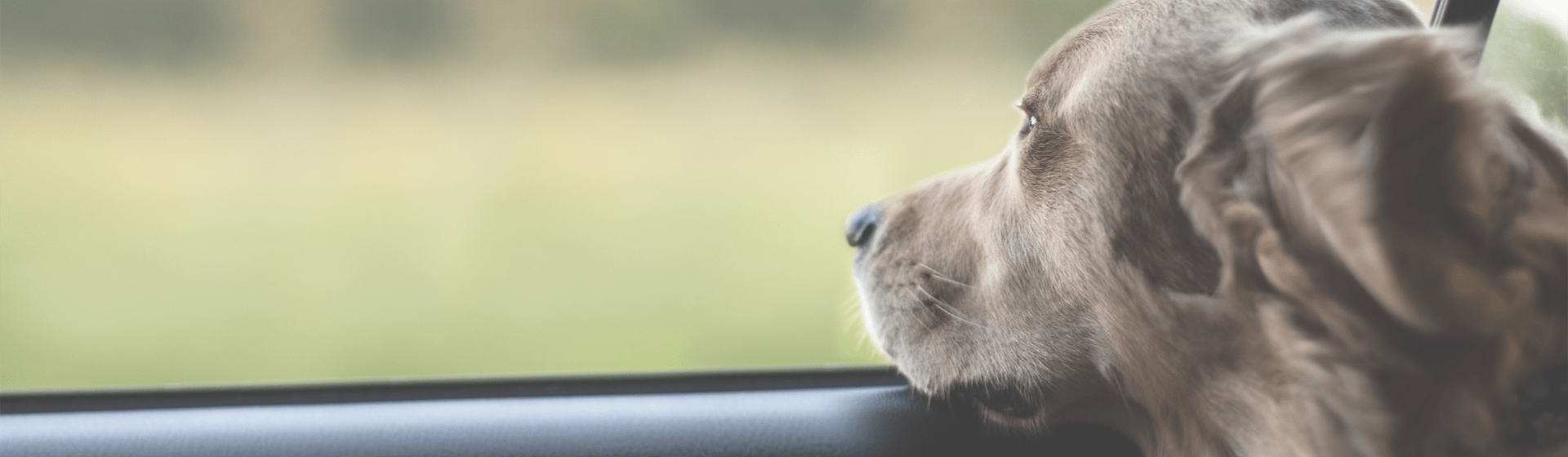 Tier im heißen Auto: Wann darf ich die Scheibe einschlagen?